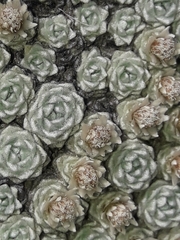 Raoulia bryoides