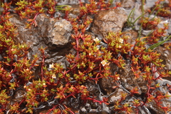 Crassula tuberella