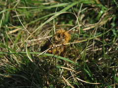 Lemonia dumi