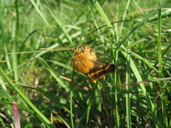 Lemonia dumi