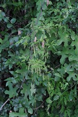 Dioscorea quartiniana