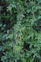 Dioscorea quartiniana