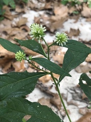 Verbesina walteri