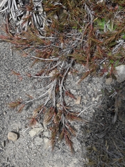 Dracophyllum uniflorum