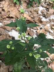 Verbesina walteri