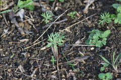 Ceratocephala falcata