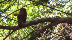 Glaucidium cuculoides
