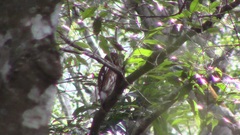 Glaucidium cuculoides