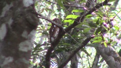 Glaucidium cuculoides