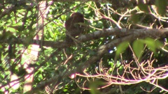 Glaucidium cuculoides
