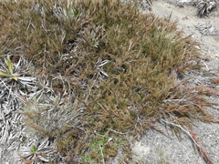 Dracophyllum uniflorum
