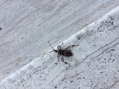 Leptoglossus occidentalis