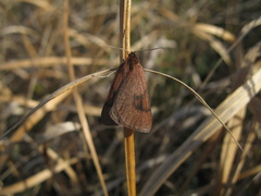 Lignyoptera fumidaria