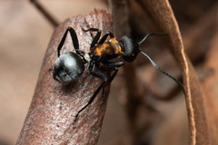 Polyrhachis ornata