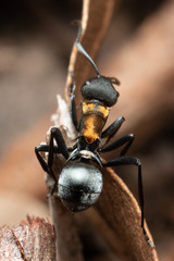 Polyrhachis ornata
