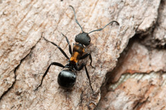 Polyrhachis ornata