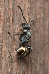 Polyrhachis erato