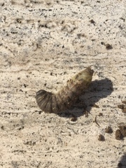 Lepidoptera