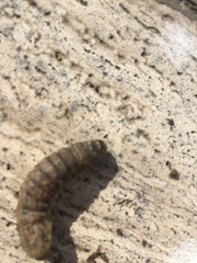 Lepidoptera
