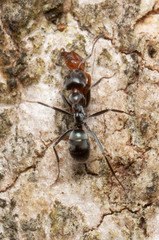 Iridomyrmex rufoniger