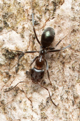 Iridomyrmex rufoniger