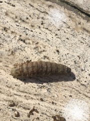 Lepidoptera