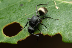Polyrhachis tubifera