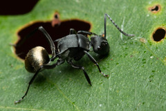 Polyrhachis tubifera