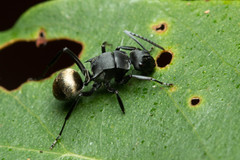 Polyrhachis tubifera