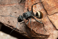 Polyrhachis tubifera