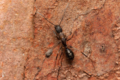 Camponotus lividicoxis