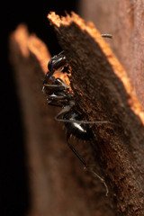 Camponotus lividicoxis