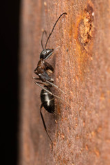 Camponotus lividicoxis