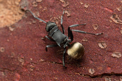 Polyrhachis tubifera