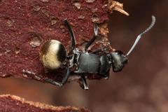 Polyrhachis tubifera
