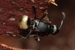 Polyrhachis tubifera