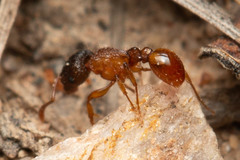 Tetramorium fuscipes