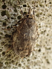 Diurnea fagella