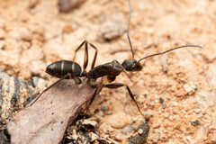 Camponotus lividicoxis