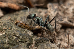 Iridomyrmex mayri