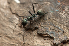 Iridomyrmex mayri