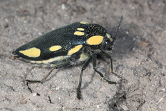 Sternocera orissa orissa