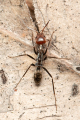 Iridomyrmex rubriceps