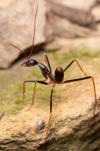 Leptomyrmex rothneyi