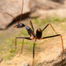 Leptomyrmex rothneyi - Photo (c) Mark Ayers, some rights reserved (CC BY-NC), uploaded by Mark Ayers