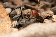Iridomyrmex rubriceps