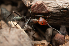 Iridomyrmex rubriceps