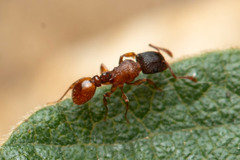 Tetramorium fuscipes