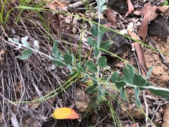 Acacia podalyriifolia
