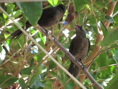 Quiscalus lugubris
